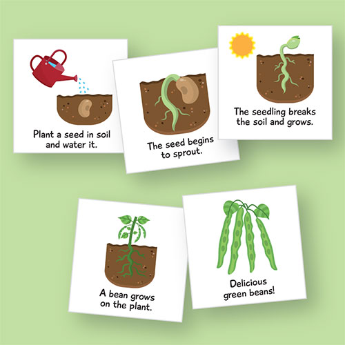 Life Cycle Magnetic Cards: Plant | E&O Montessori