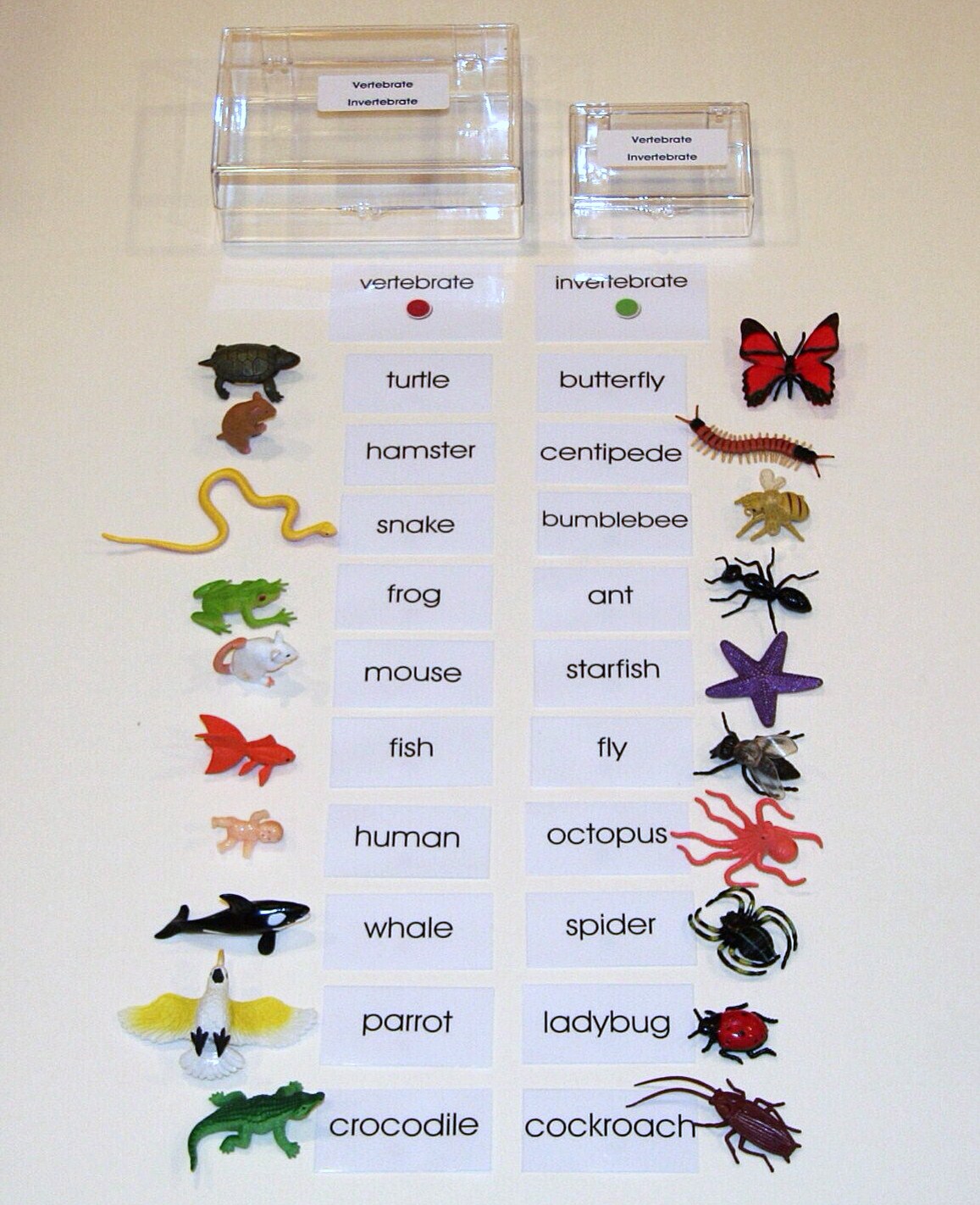 Vertebrate And Invertebrate E O Montessori