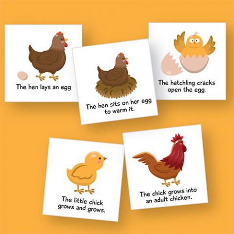 Life Cycle Magnetic Cards: Chicken | E&O Montessori