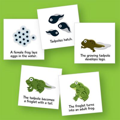 Life Cycle Magnetic Cards: Frog | E&O Montessori