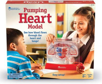 Pumping Heart Model