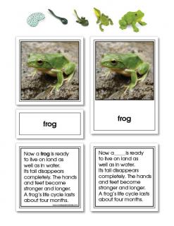 Frog Life Cycle Activity Set 