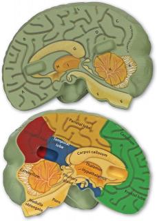 Cross-Section Human Brain Model