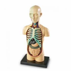 Human Anatomy Model – Body Human Anatomy Model – Body